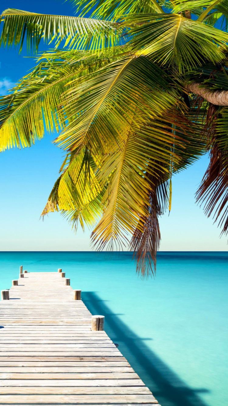 Palme Auf Holzsteg Tagsüber. Wallpaper in 750x1334 Resolution