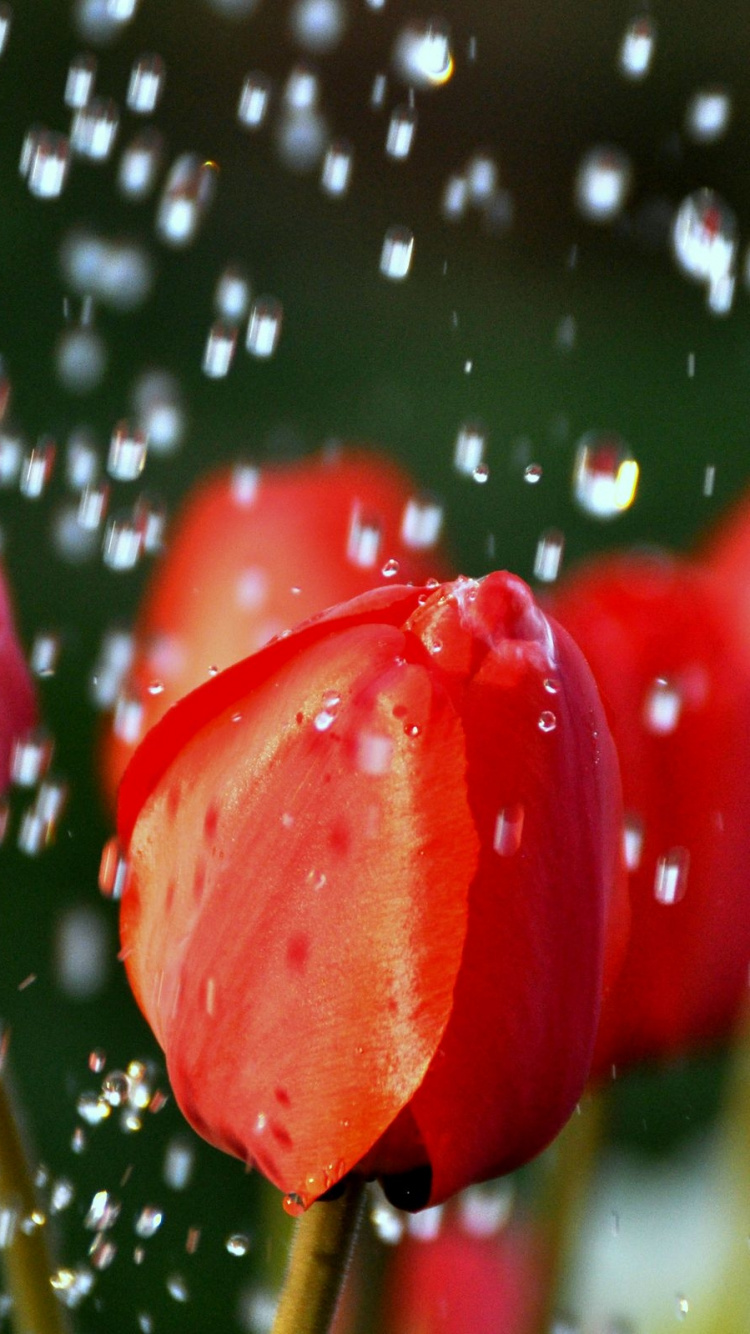 Red Tulips With Water Droplets. Wallpaper in 750x1334 Resolution