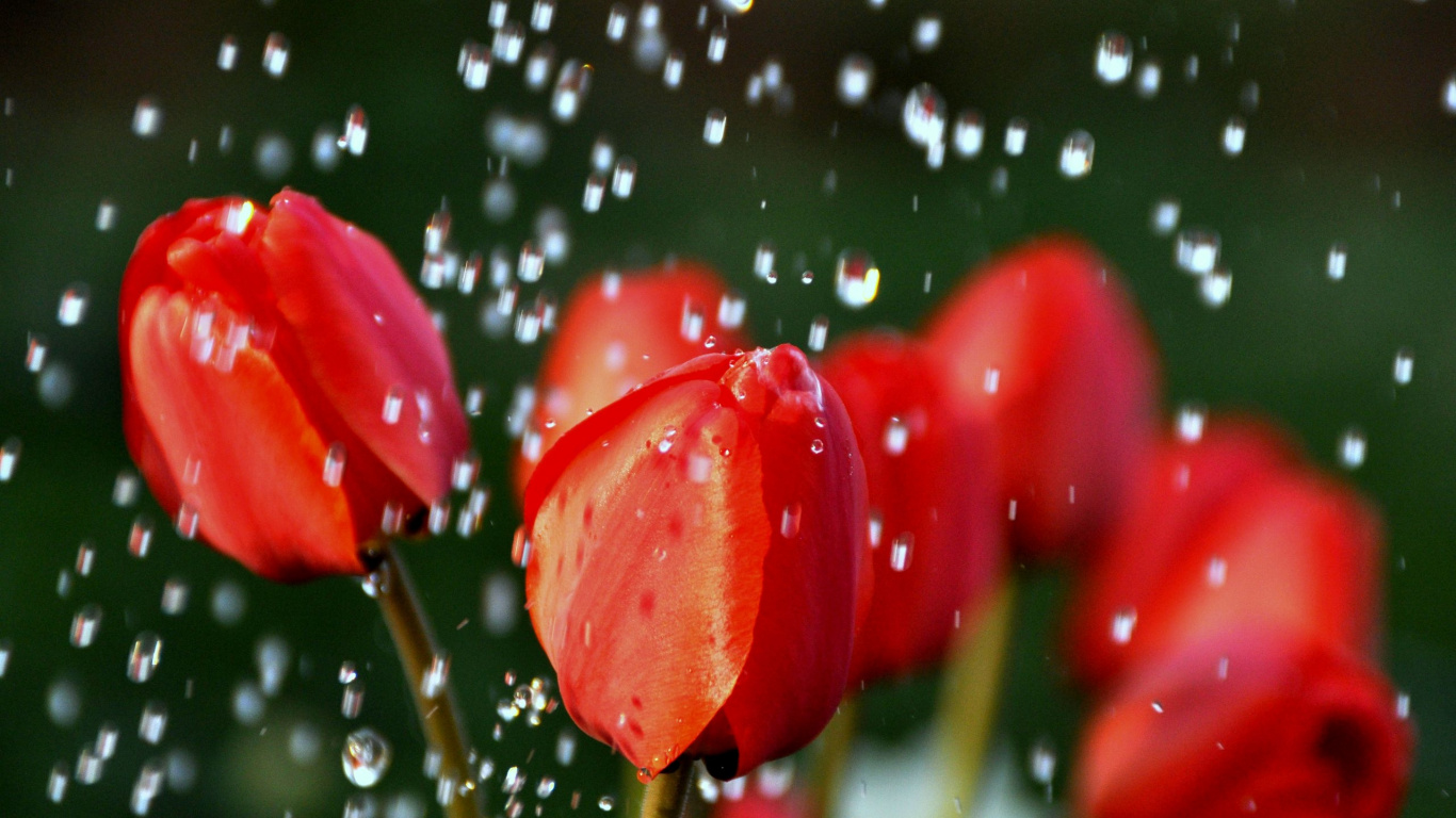 Tulipes Rouges Avec Des Gouttelettes D'eau. Wallpaper in 1366x768 Resolution