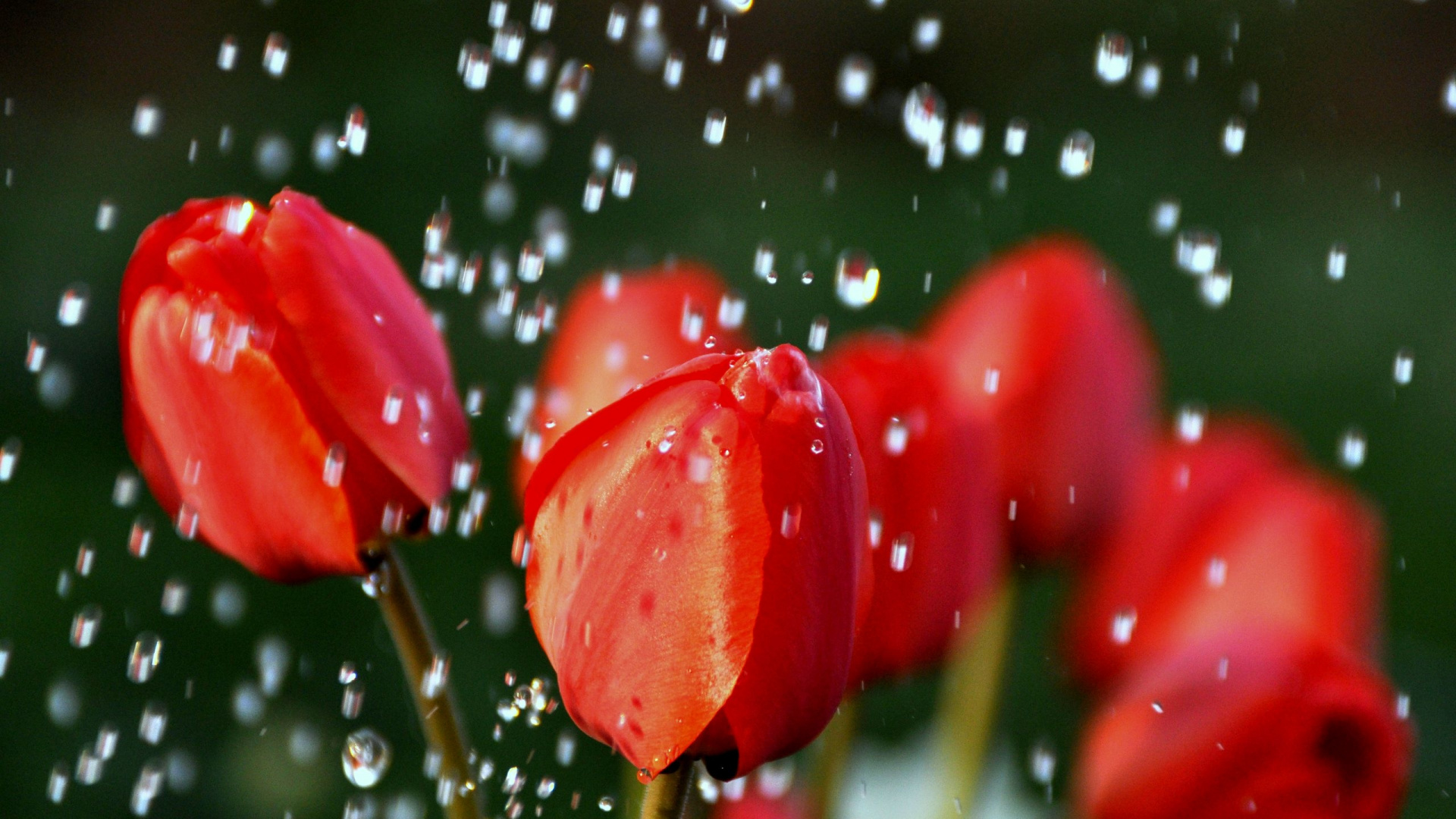 Tulipanes Rojos Con Gotas de Agua. Wallpaper in 1920x1080 Resolution