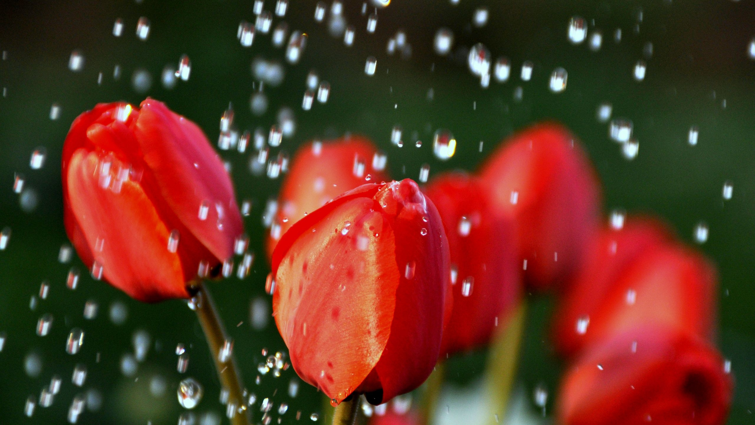 Tulipanes Rojos Con Gotas de Agua. Wallpaper in 2560x1440 Resolution