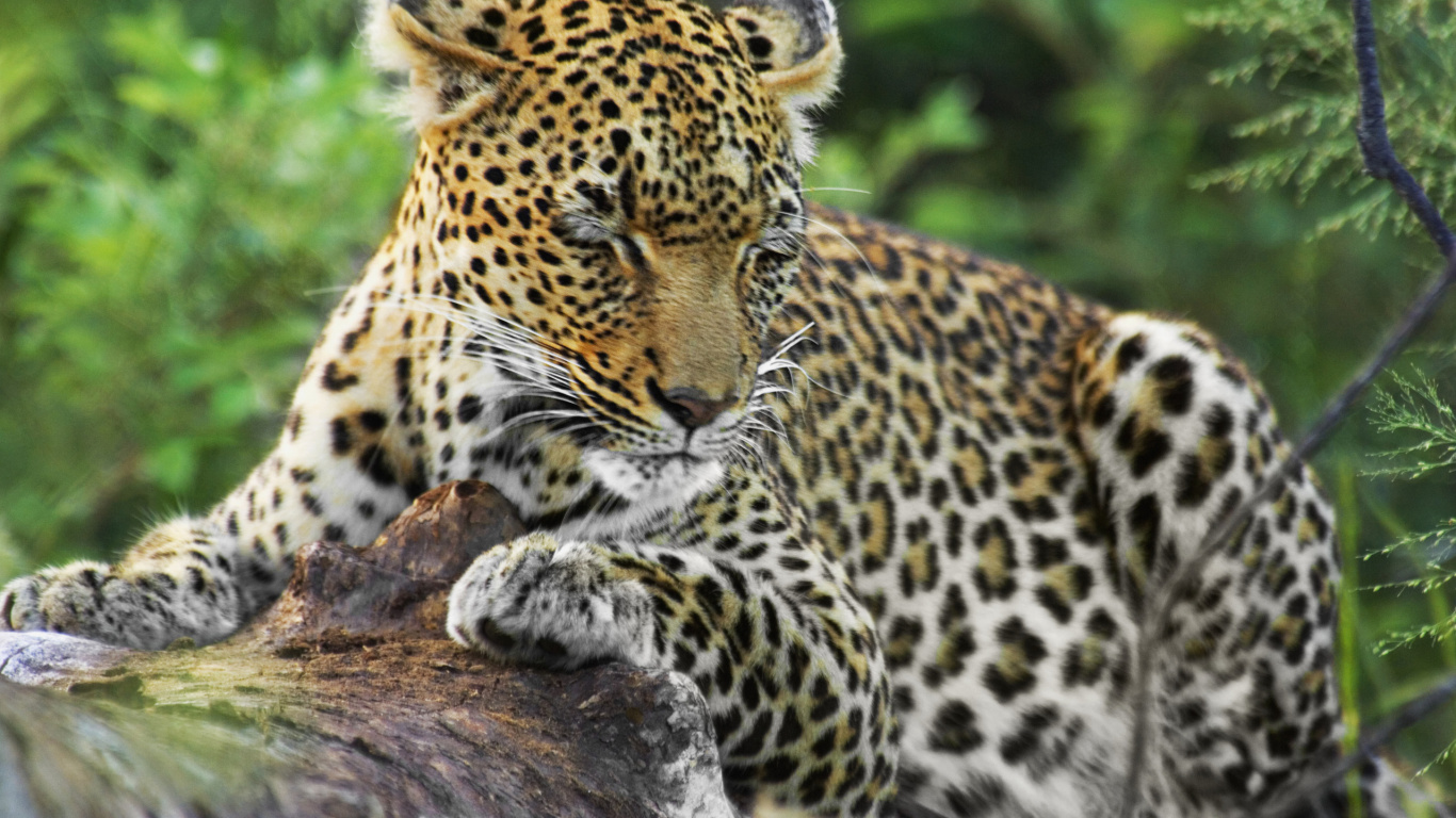Leopardo, Acostado, En, Tronco de Madera Marrón. Wallpaper in 1366x768 Resolution