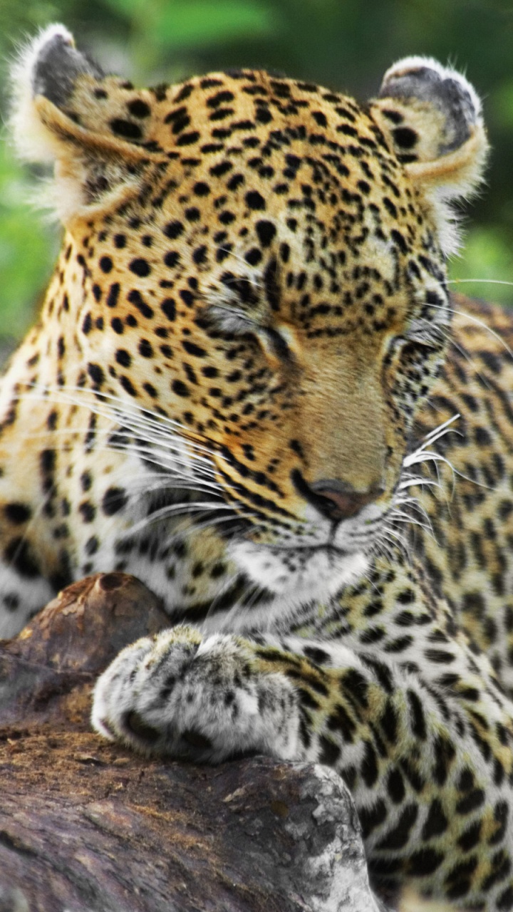 Leopardo, Acostado, En, Tronco de Madera Marrón. Wallpaper in 720x1280 Resolution