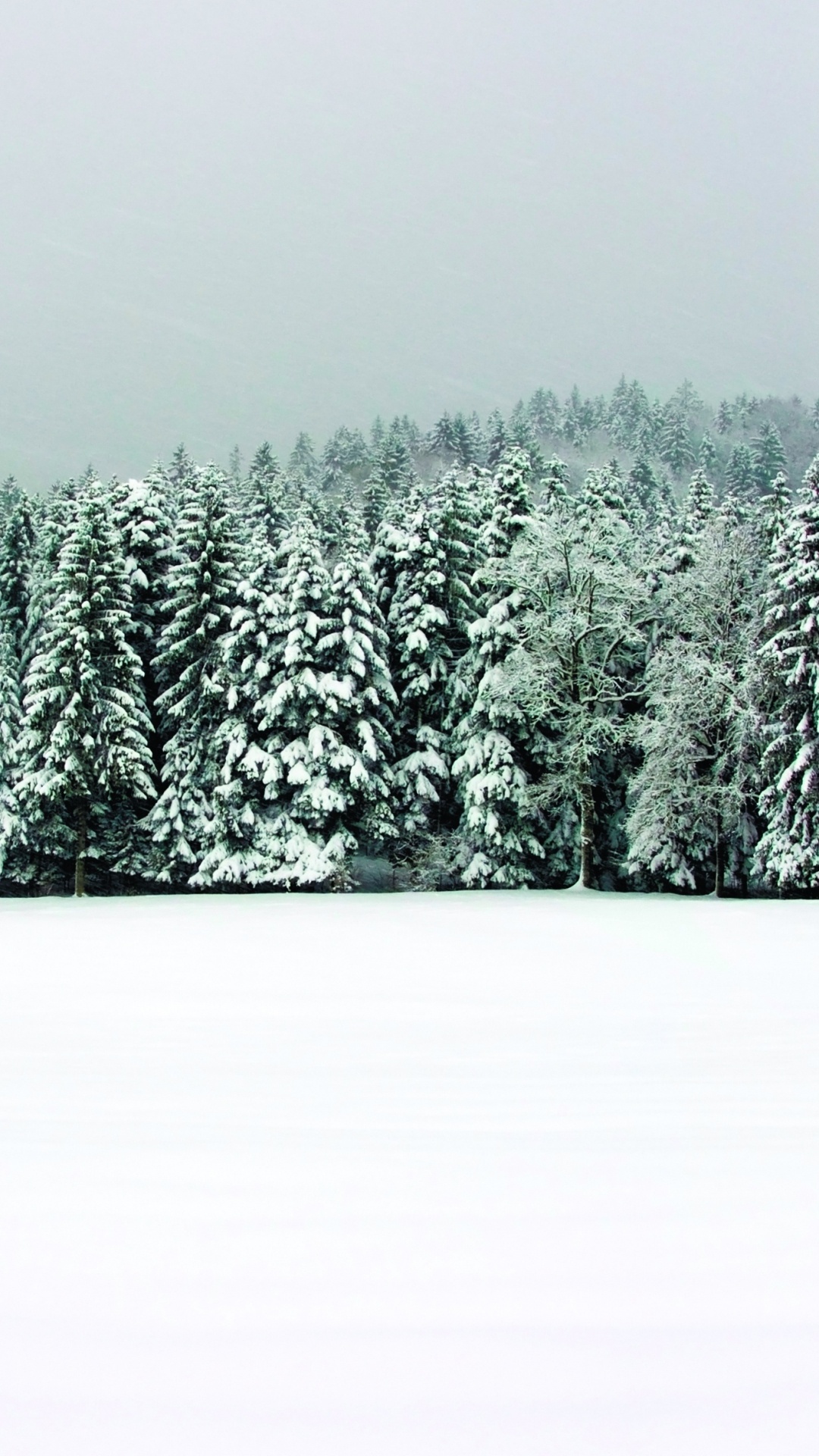 Grüne Pinien Mit Schnee Bedeckt. Wallpaper in 1080x1920 Resolution