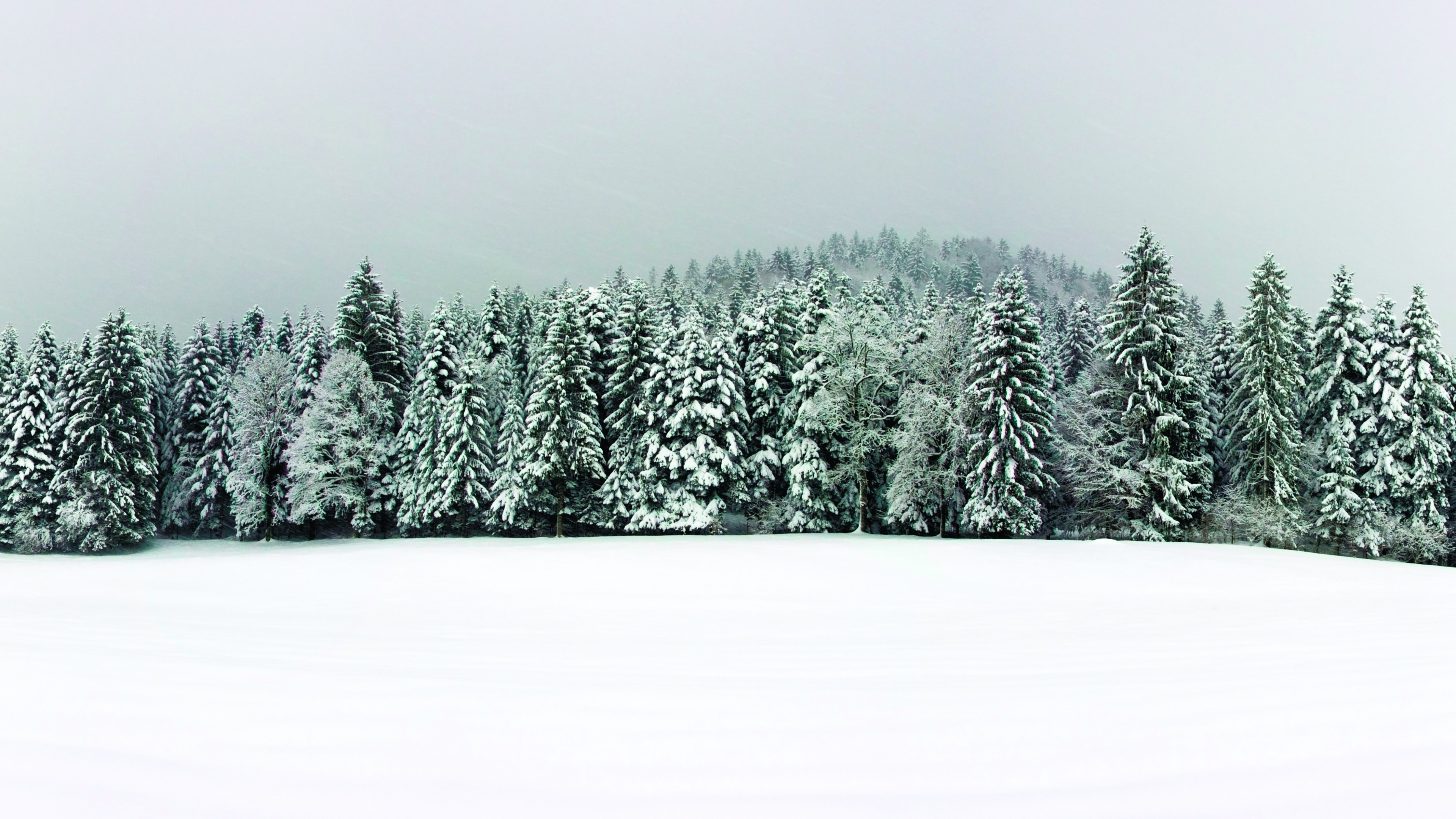 Grüne Pinien Mit Schnee Bedeckt. Wallpaper in 3840x2160 Resolution