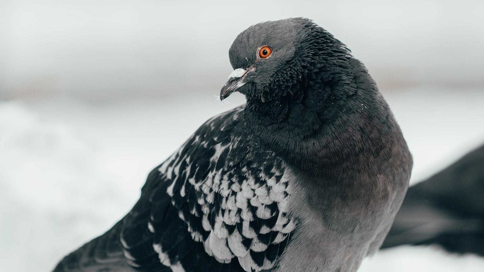 Rock Dove, Bird, Beak, Pigeons and Doves, Stock Dove. Wallpaper in 1920x1080 Resolution