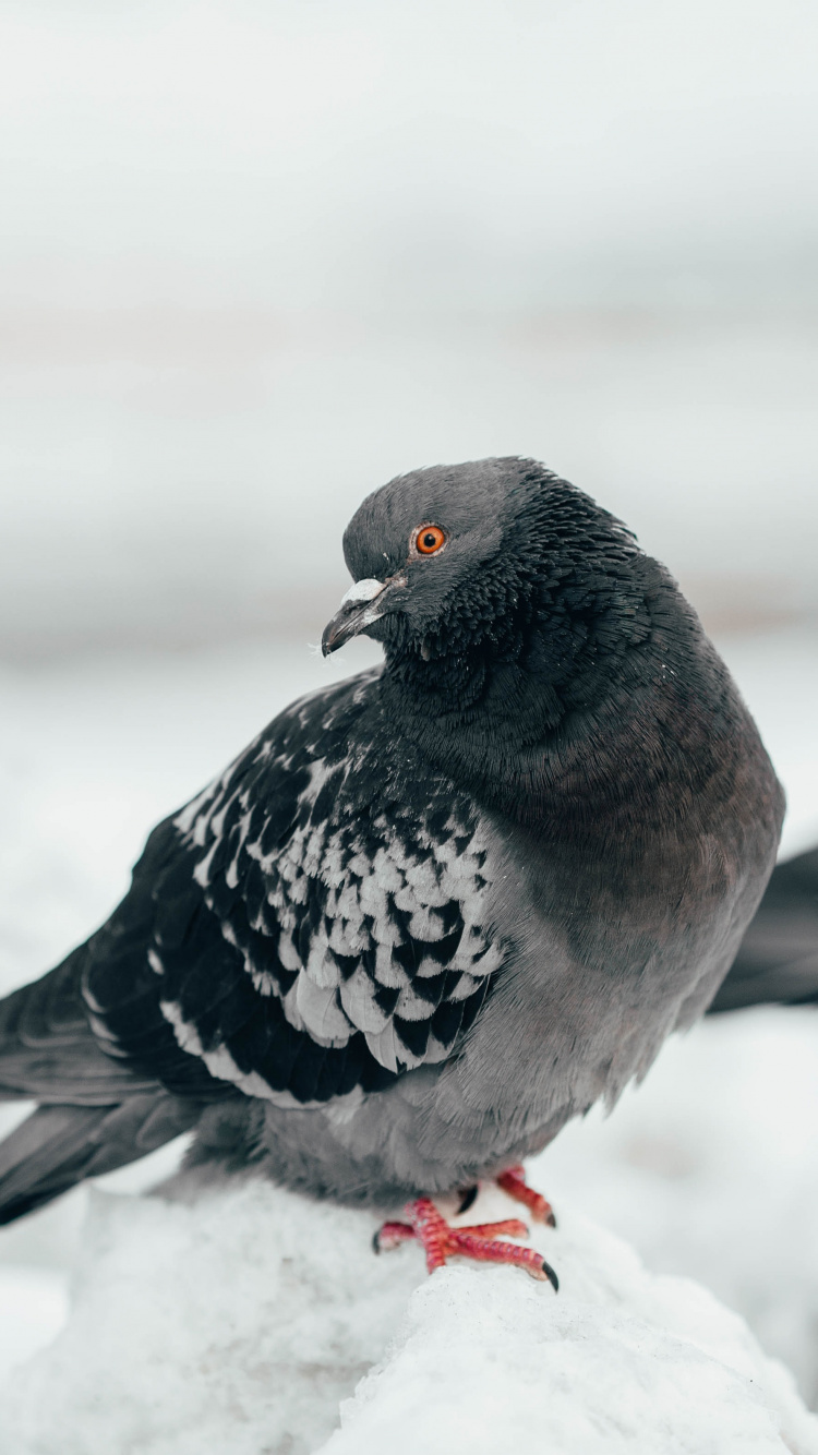 Rock Dove, Bird, Beak, Pigeons and Doves, Stock Dove. Wallpaper in 750x1334 Resolution