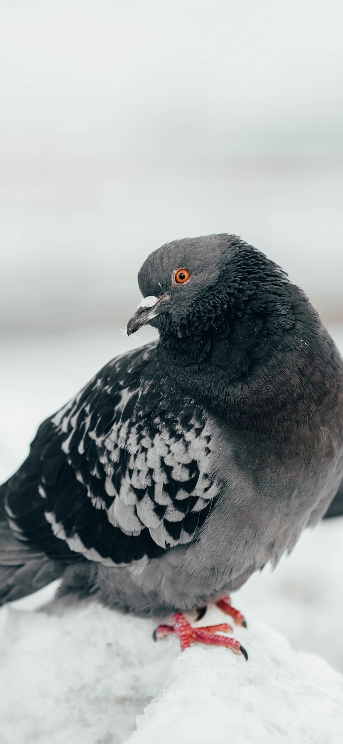 Rock Dove, Vogel, Schnabel, Tauben Und Tauben, Stock Dove. Wallpaper in 1125x2436 Resolution