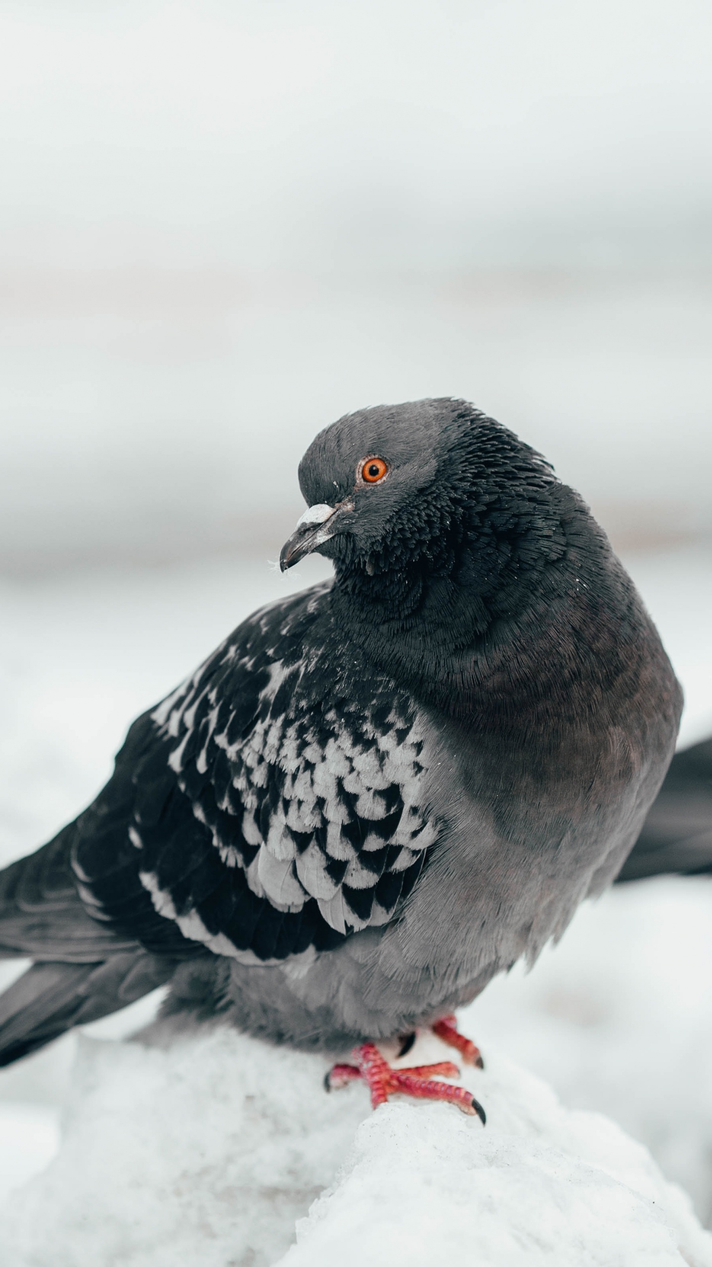 Rock Dove, Vogel, Schnabel, Tauben Und Tauben, Stock Dove. Wallpaper in 1440x2560 Resolution
