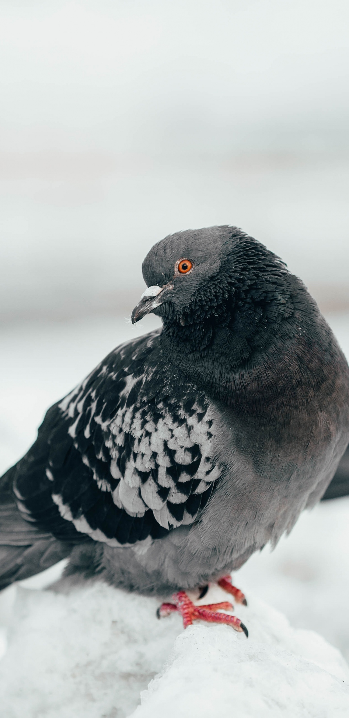 Rock Dove, Vogel, Schnabel, Tauben Und Tauben, Stock Dove. Wallpaper in 1440x2960 Resolution