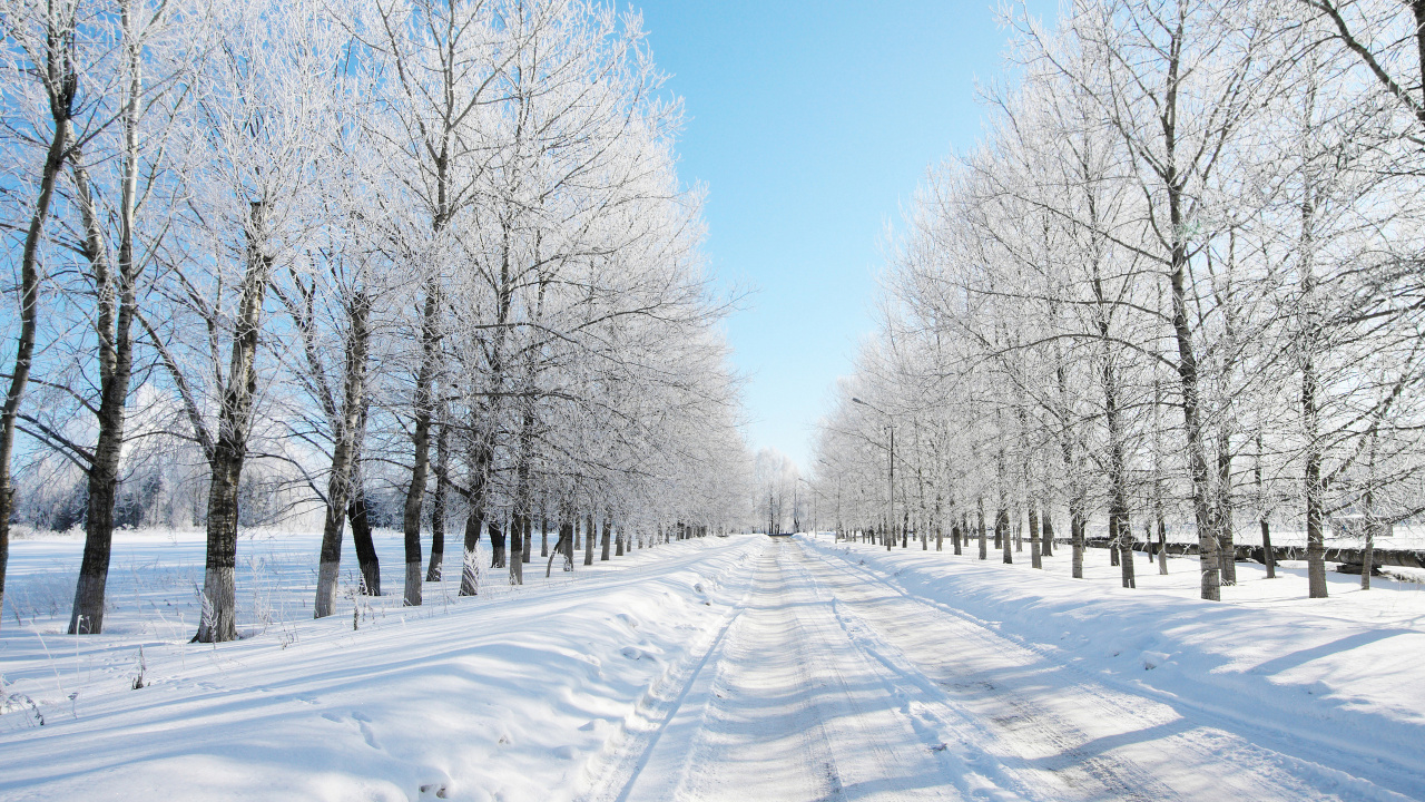 Snow Covered Trees Under Blue Sky During Daytime. Wallpaper in 1280x720 Resolution