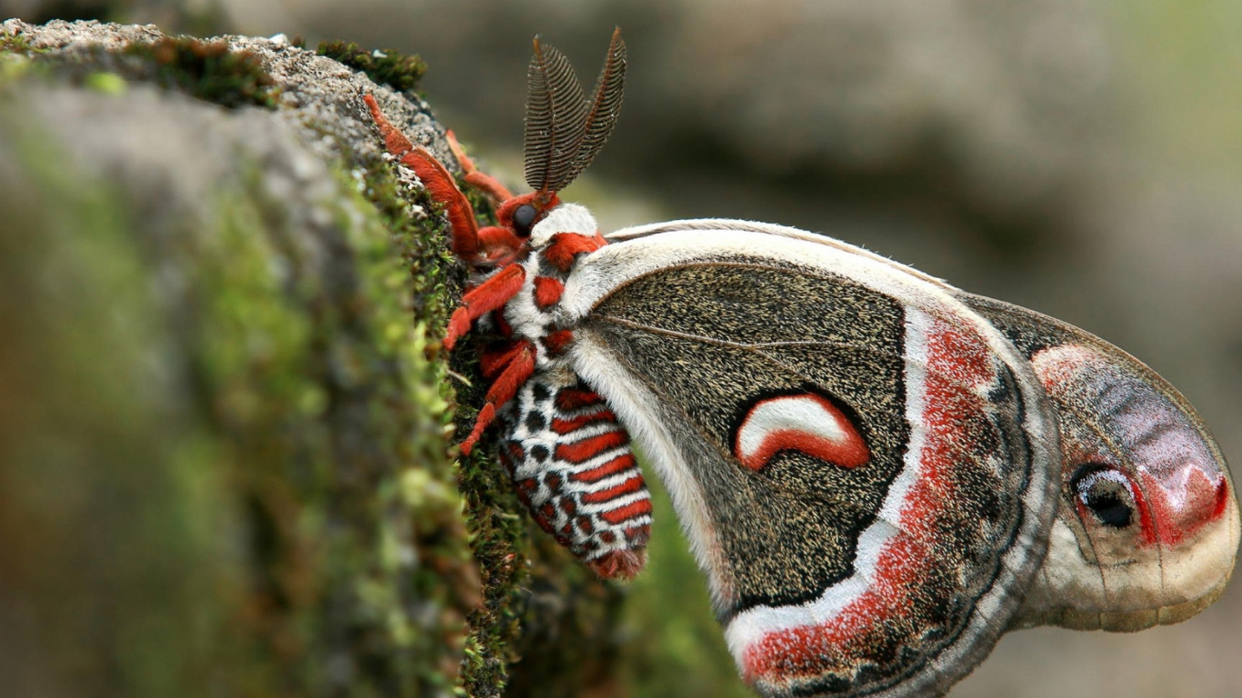 Polilla Cecropia, Las Mariposas, Insecto, Polilla, Polilla de Seda Japonesa. Wallpaper in 1366x768 Resolution