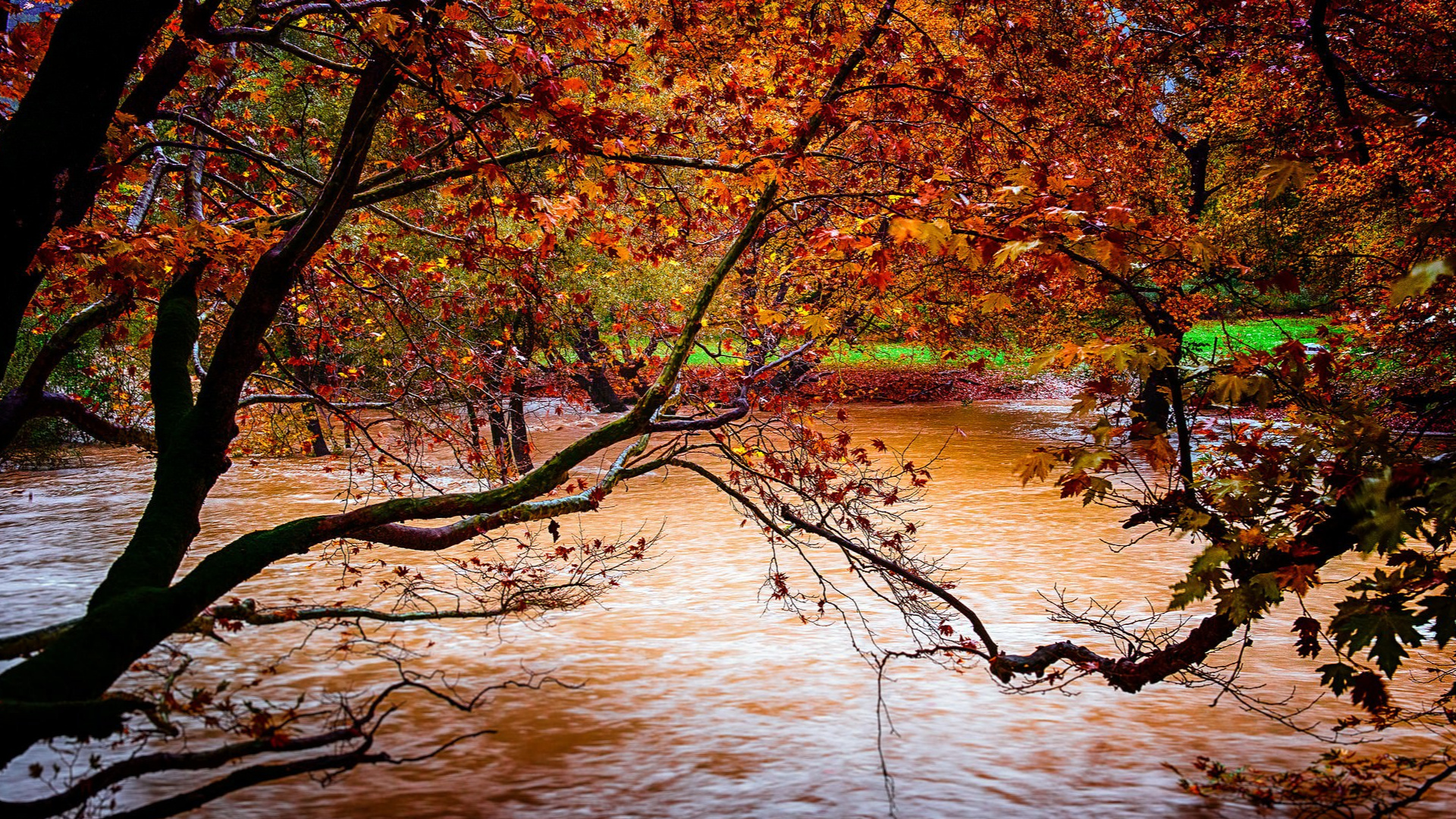 Brown and Green Trees Beside River During Daytime. Wallpaper in 1920x1080 Resolution