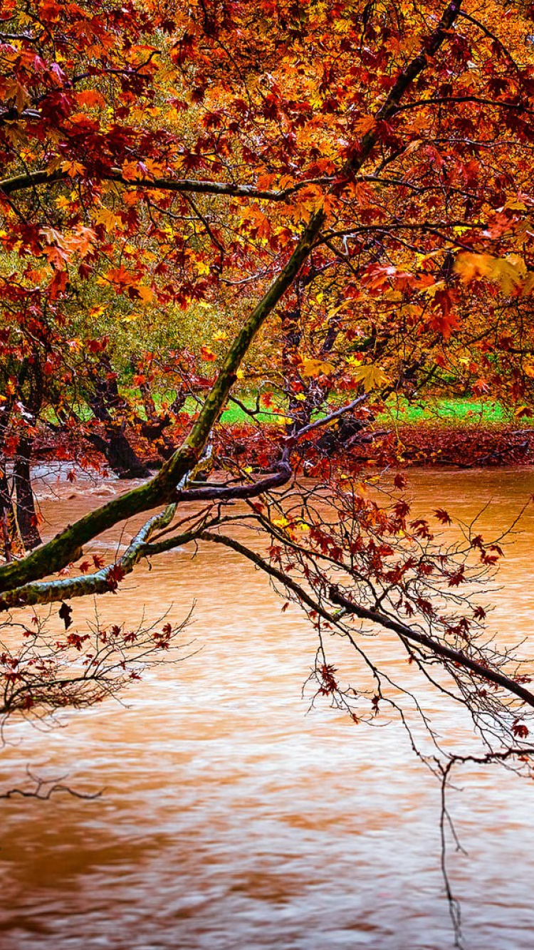 Brown and Green Trees Beside River During Daytime. Wallpaper in 750x1334 Resolution