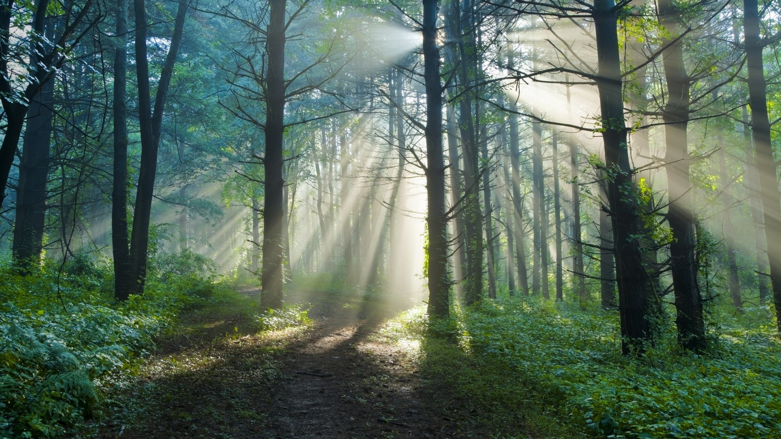Green Trees on Forest During Daytime. Wallpaper in 2560x1440 Resolution