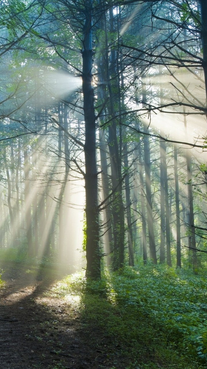 Green Trees on Forest During Daytime. Wallpaper in 720x1280 Resolution