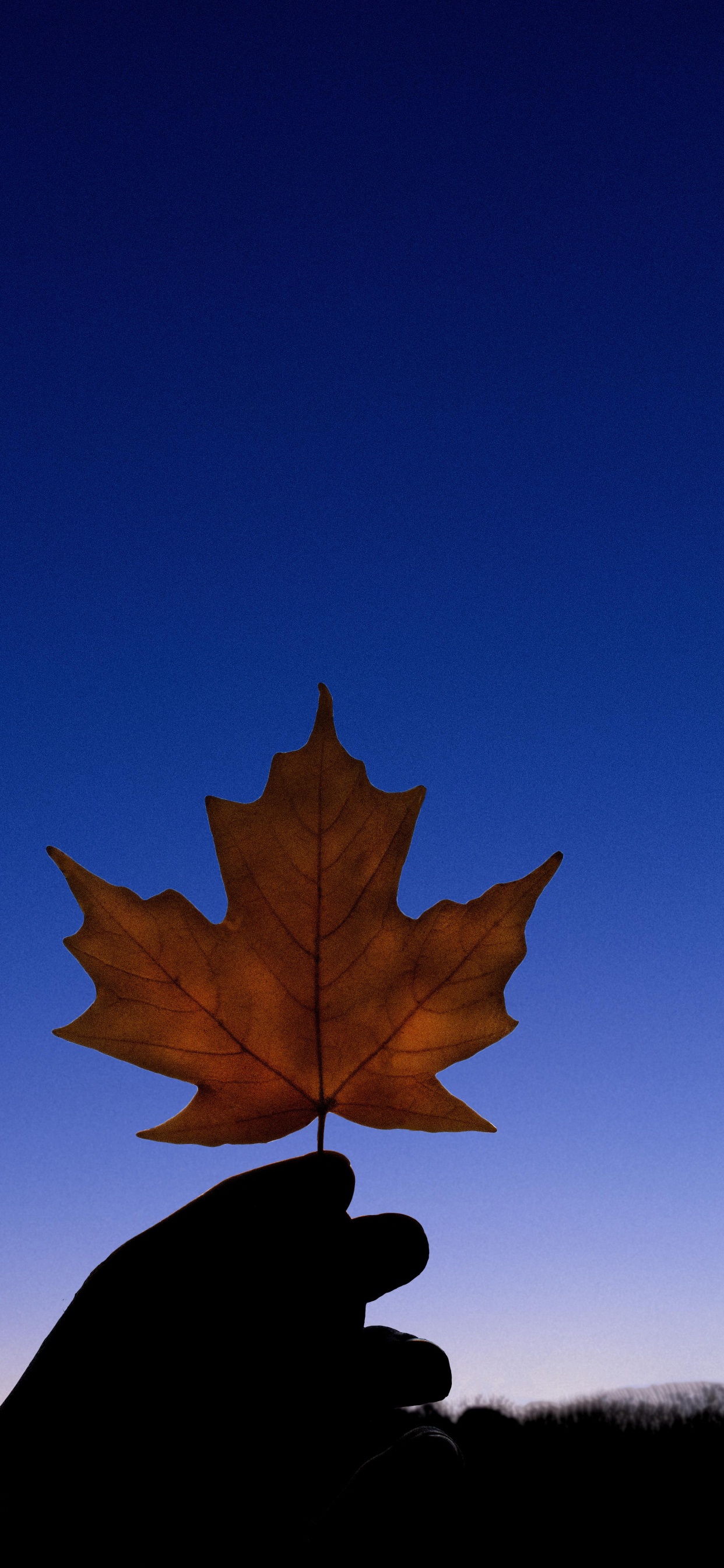 Blatt, Pflanzen, Biologie, Wissenschaft, Branch. Wallpaper in 1242x2688 Resolution