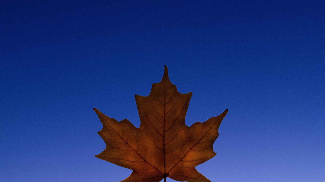 Blatt, Pflanzen, Biologie, Wissenschaft, Branch. Wallpaper in 1366x768 Resolution