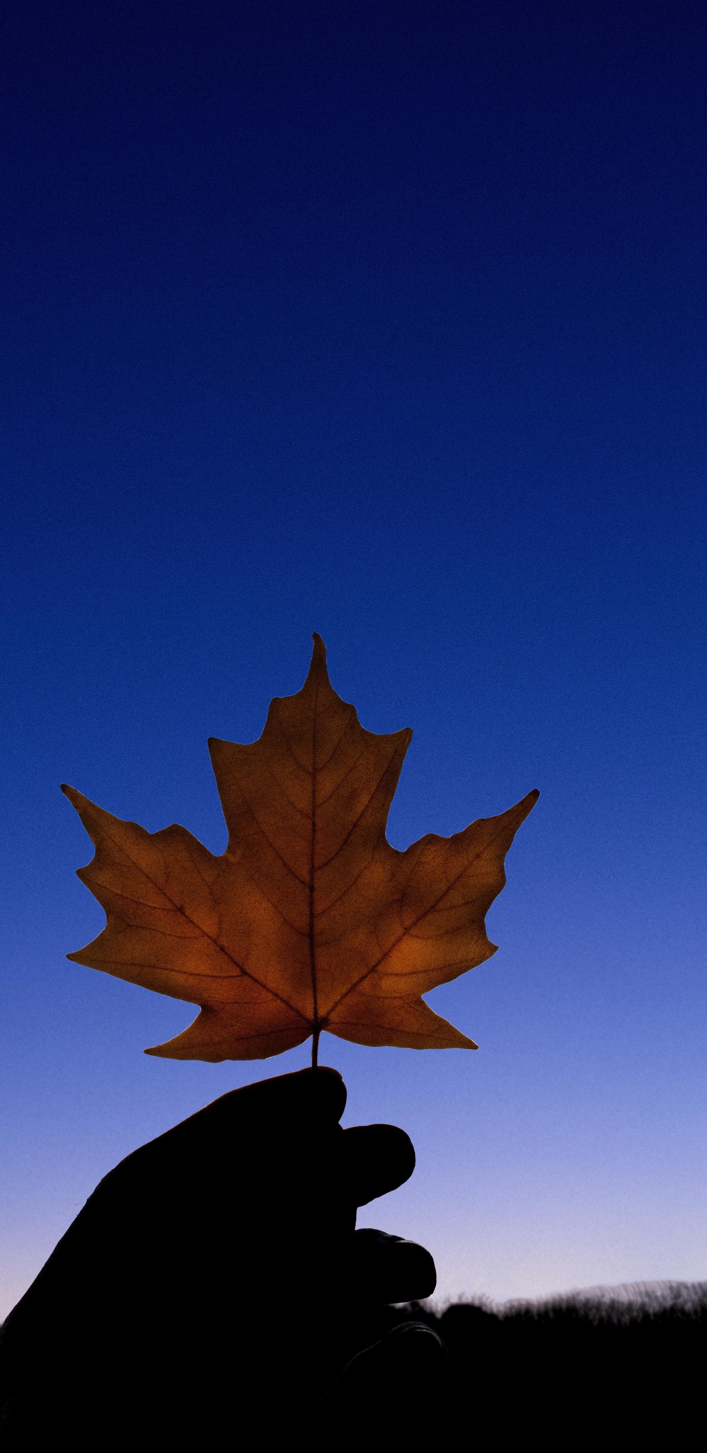 Blatt, Pflanzen, Biologie, Wissenschaft, Branch. Wallpaper in 1440x2960 Resolution