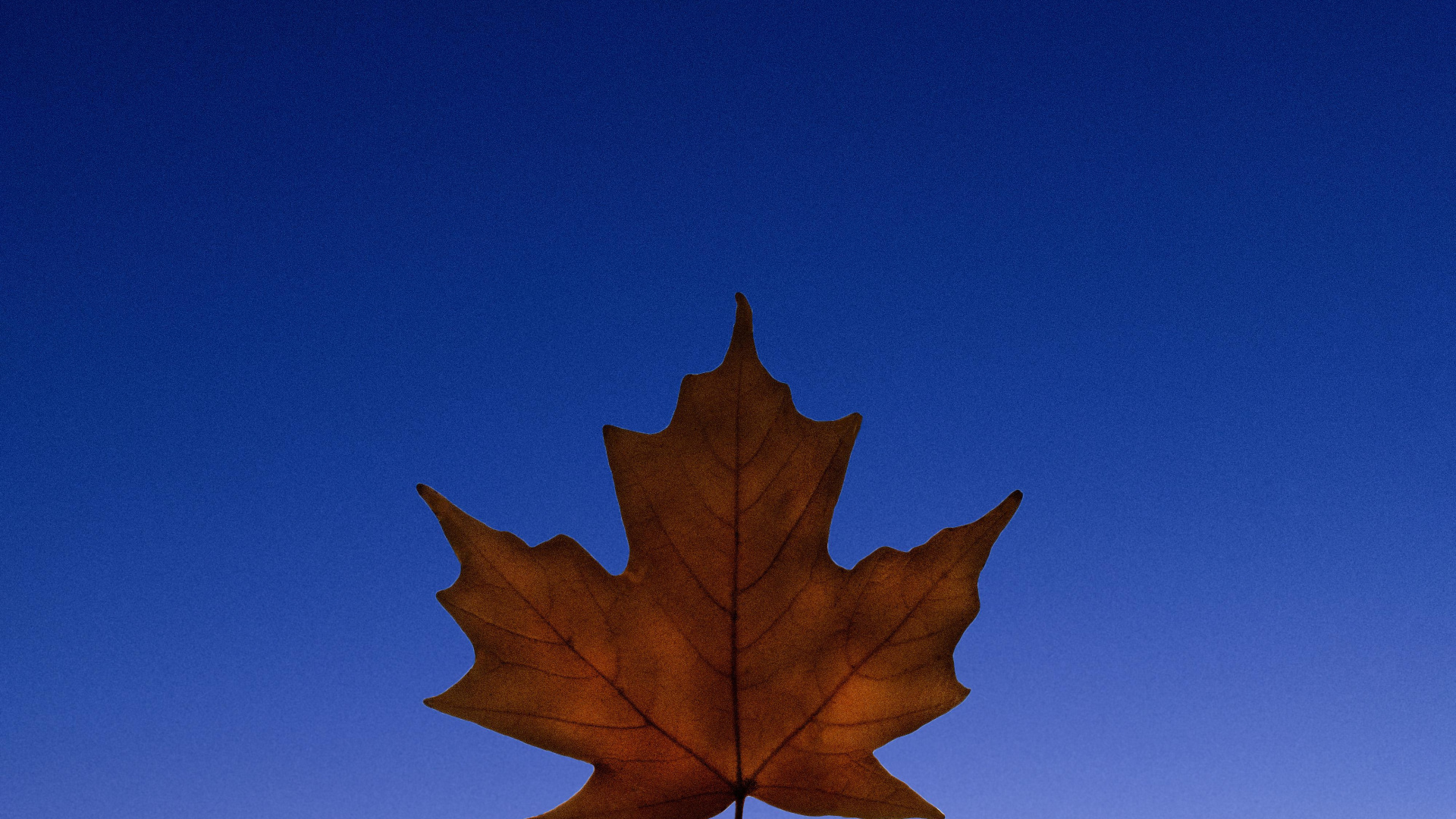 Blatt, Pflanzen, Biologie, Wissenschaft, Branch. Wallpaper in 1920x1080 Resolution