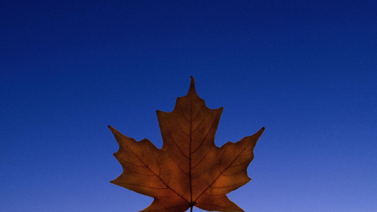 Feuille, Plante, Biologie, Sciences, Feuilles Caduques. Wallpaper in 1280x720 Resolution