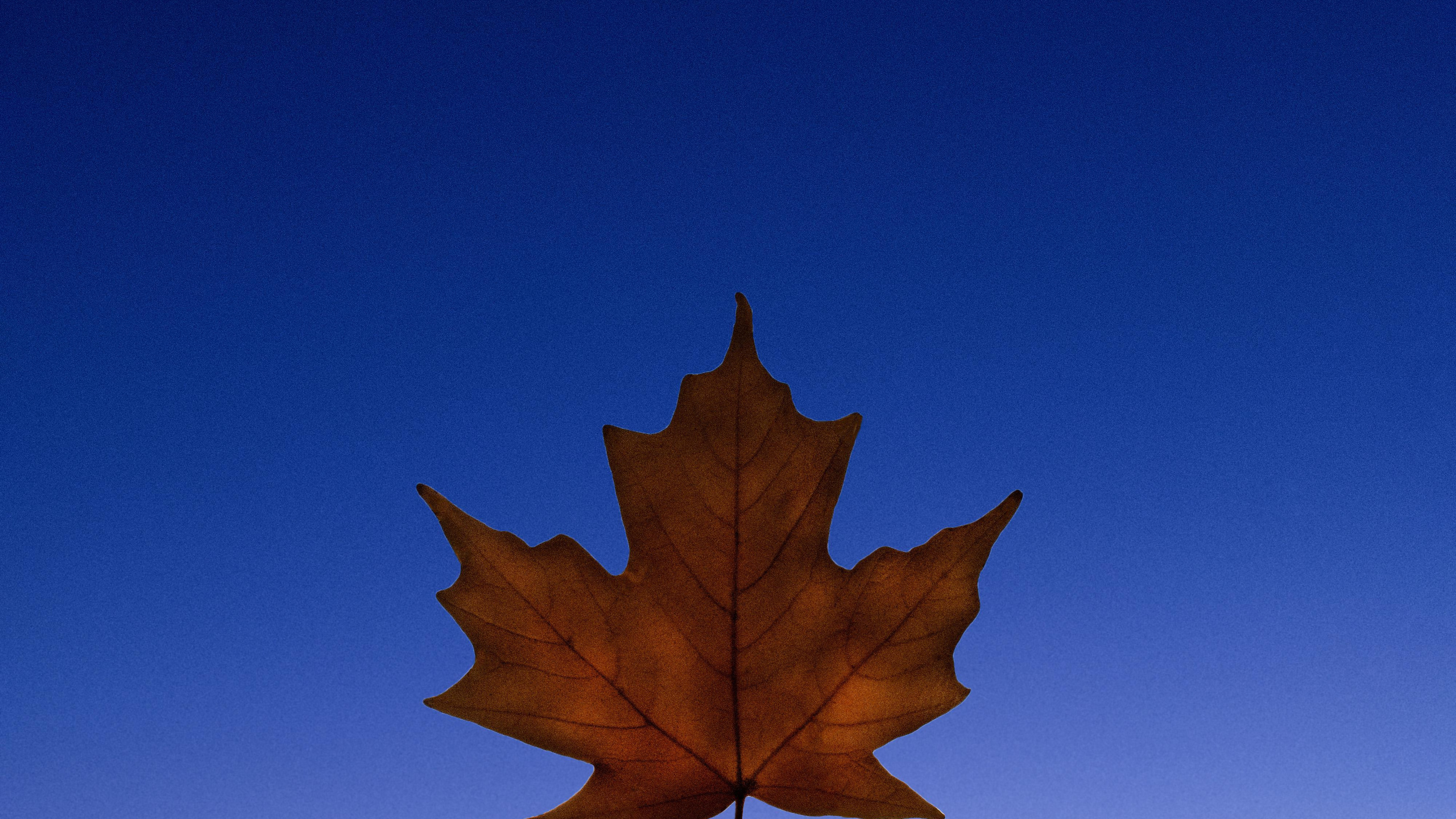 Feuille, Plante, Biologie, Sciences, Feuilles Caduques. Wallpaper in 2560x1440 Resolution