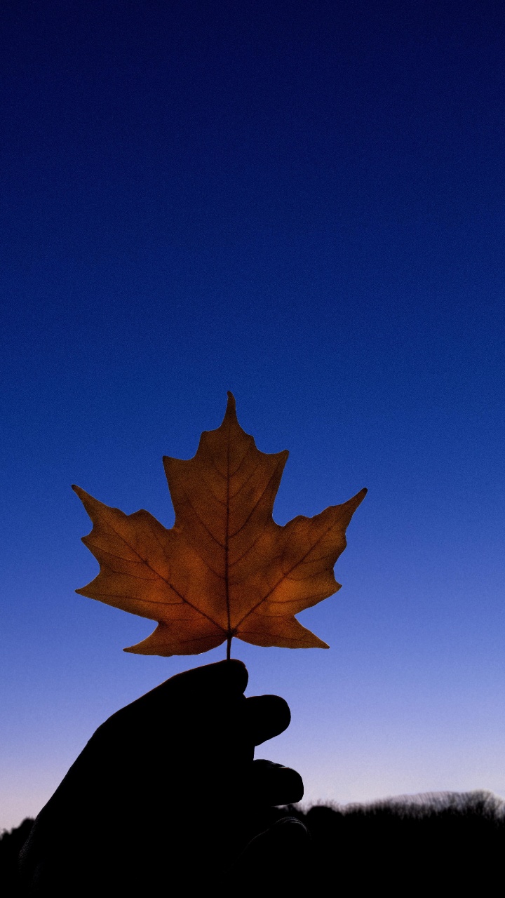 Feuille, Plante, Biologie, Sciences, Feuilles Caduques. Wallpaper in 720x1280 Resolution