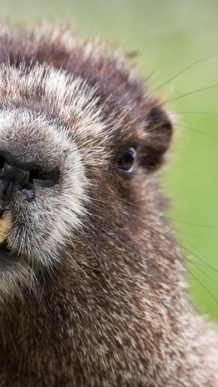Brown and White Animal in Close up Photography. Wallpaper in 720x1280 Resolution