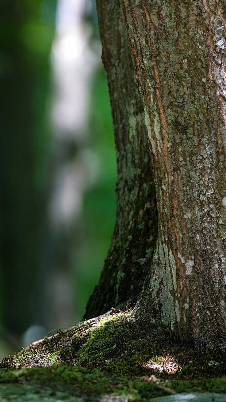 Cerf Brun et Blanc Sur L'herbe Verte Pendant la Journée. Wallpaper in 750x1334 Resolution