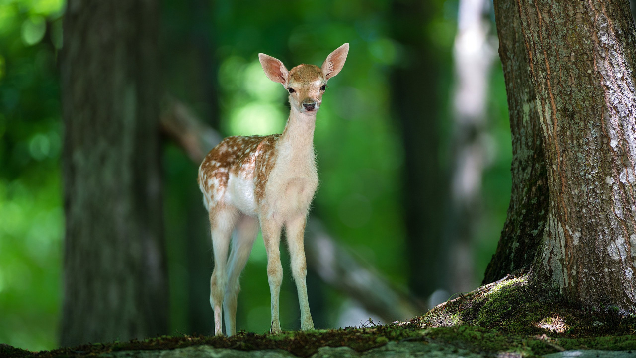 Brown and White Deer on Green Grass During Daytime. Wallpaper in 1280x720 Resolution