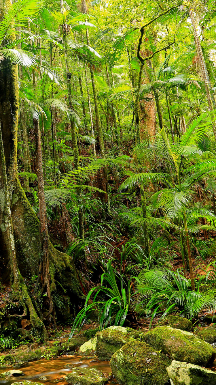 Green Moss on Brown Tree Trunk. Wallpaper in 750x1334 Resolution