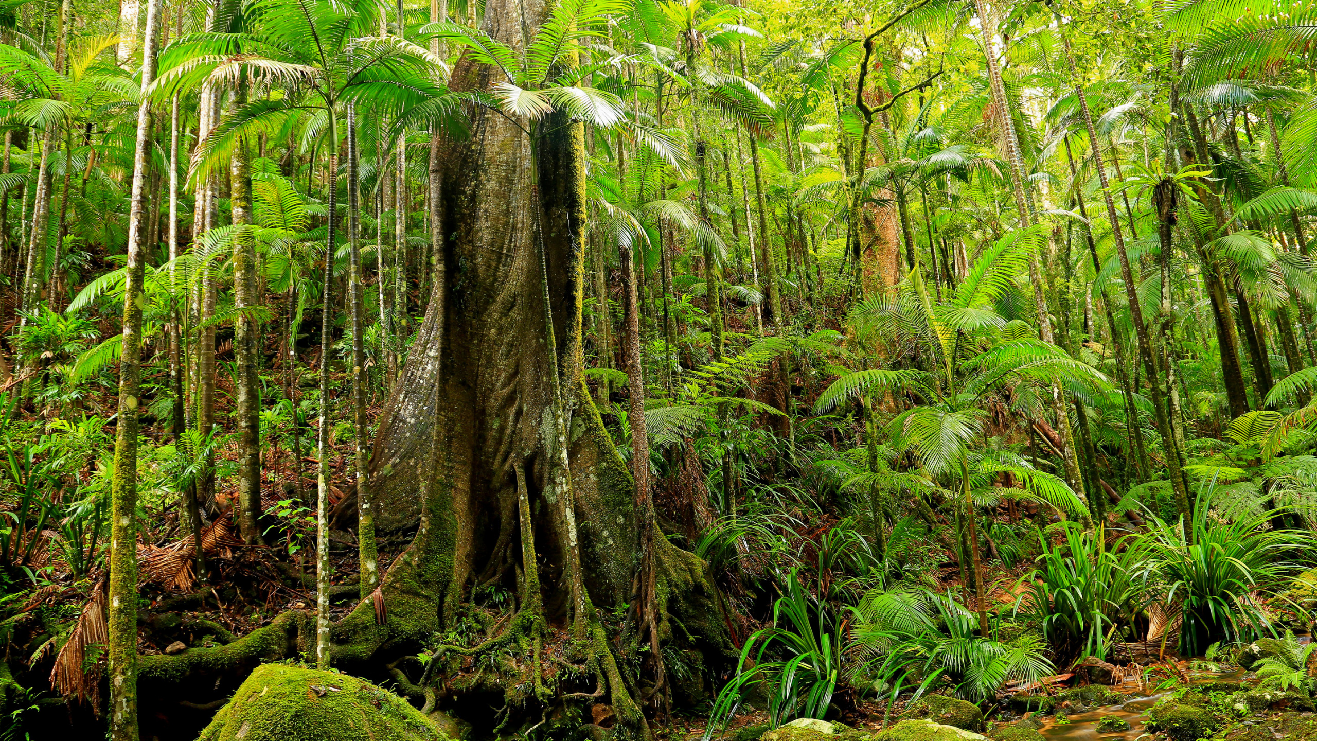 Download 2560x1440 Wallpaper Mousse Verte Sur Tronc D'arbre Brun Mousse Verte Sur Tronc D'arbre Brun. Wallpaper in 2560x1440 Resolution