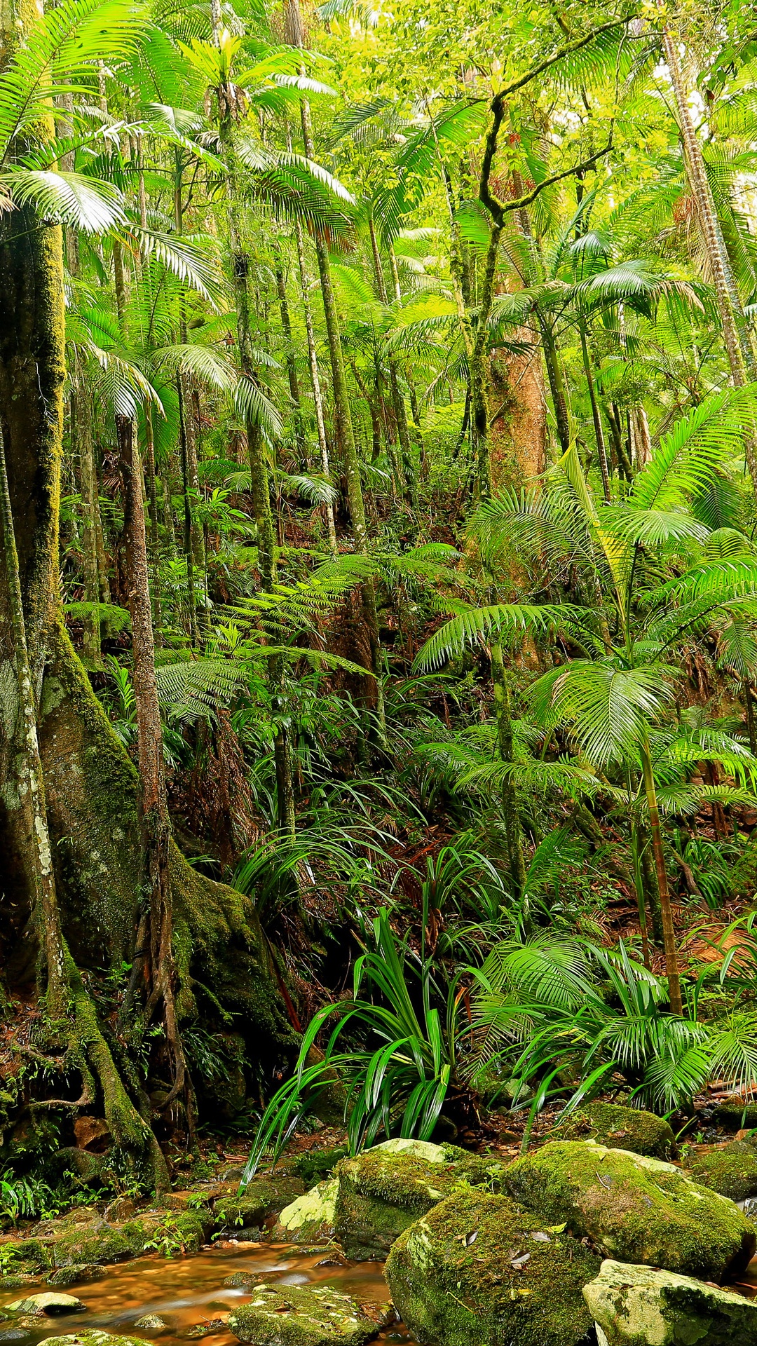Grünes Moos Auf Braunem Baumstamm. Wallpaper in 1080x1920 Resolution