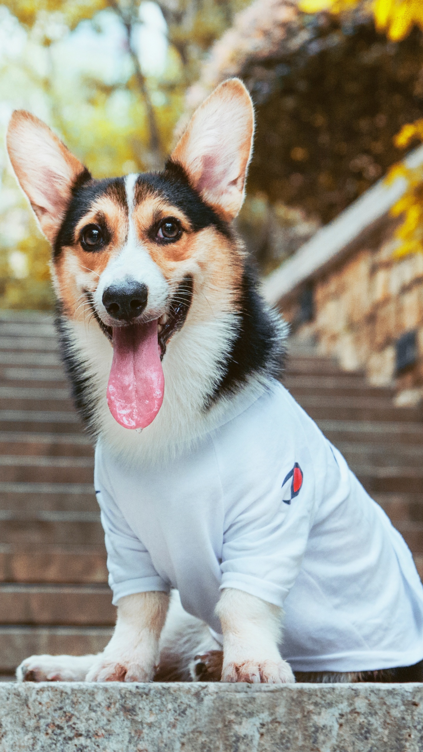 Brown White and Black Short Coated Small Dog Wearing Pink Shirt. Wallpaper in 1440x2560 Resolution