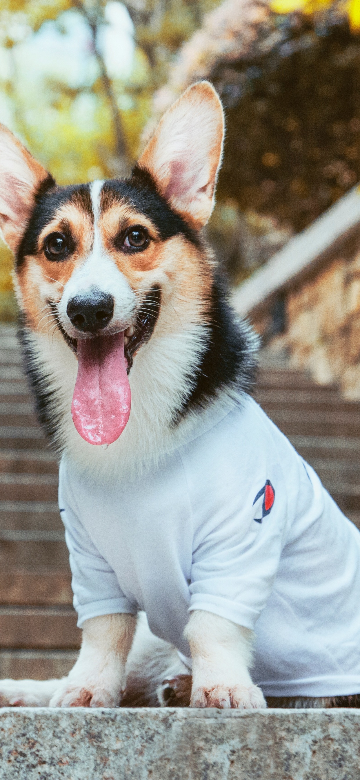 Perro Pequeño de Pelo Corto Marrón, Blanco y Negro Con Camisa Rosa. Wallpaper in 1242x2688 Resolution