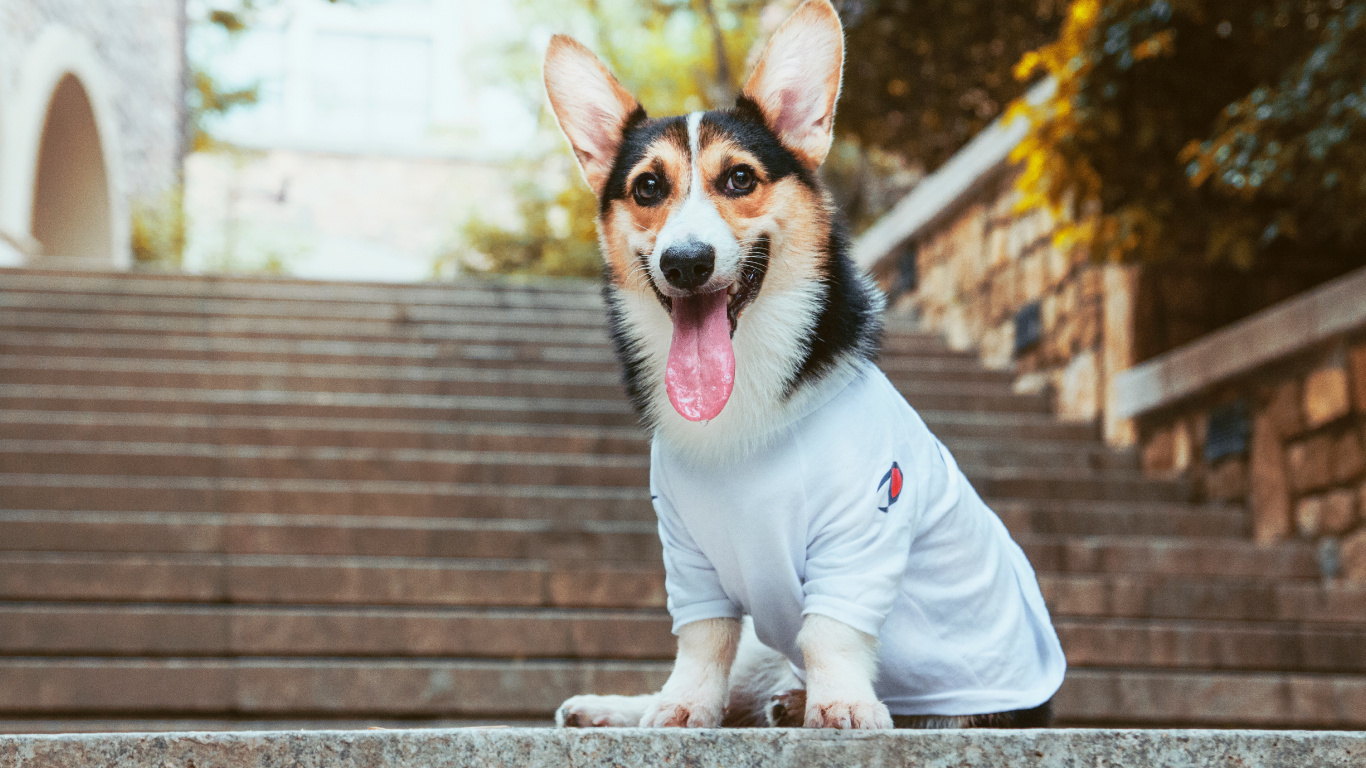 Perro Pequeño de Pelo Corto Marrón, Blanco y Negro Con Camisa Rosa. Wallpaper in 1366x768 Resolution