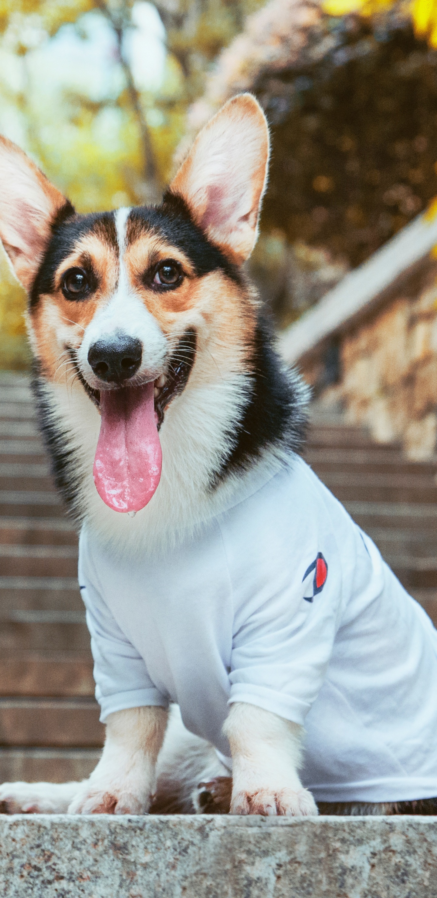 Perro Pequeño de Pelo Corto Marrón, Blanco y Negro Con Camisa Rosa. Wallpaper in 1440x2960 Resolution