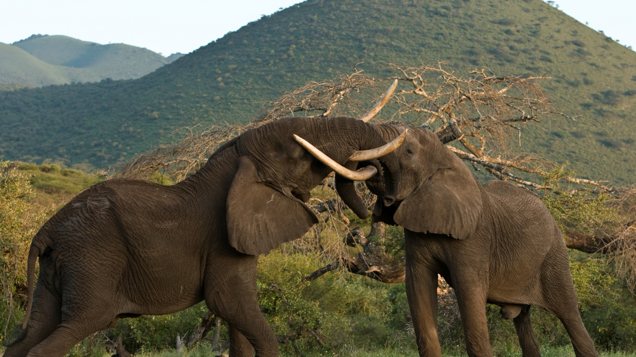 Brauner Elefant Auf Grünem Grasfeld Tagsüber. Wallpaper in 1280x720 Resolution