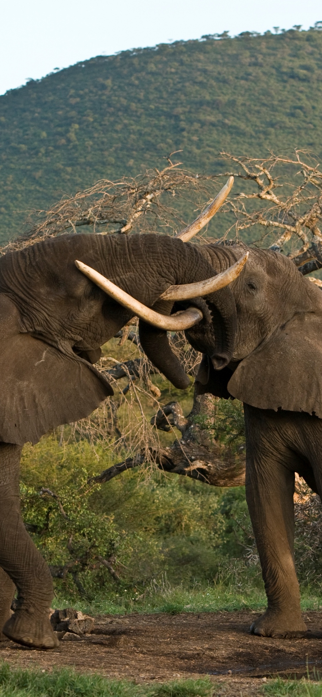 Brown Elephant on Green Grass Field During Daytime. Wallpaper in 1125x2436 Resolution