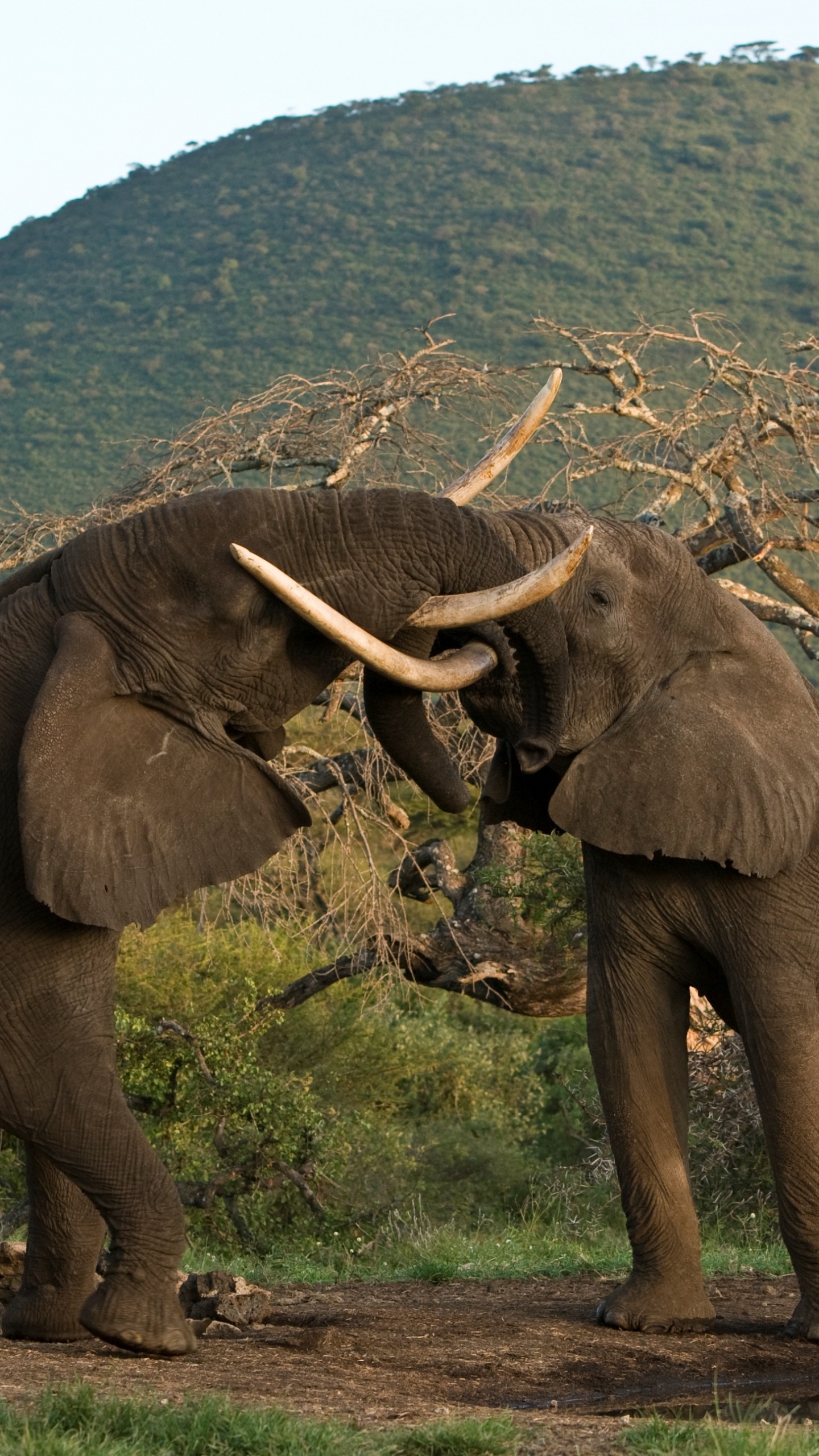 Brown Elephant on Green Grass Field During Daytime. Wallpaper in 1440x2560 Resolution