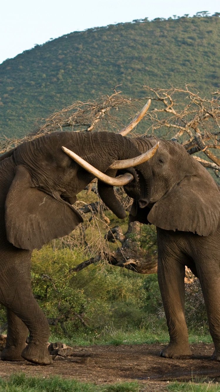 Brown Elephant on Green Grass Field During Daytime. Wallpaper in 750x1334 Resolution