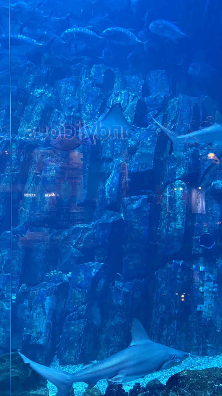 Underwater, Marine Biology, Water, Science, Fish. Wallpaper in 750x1334 Resolution