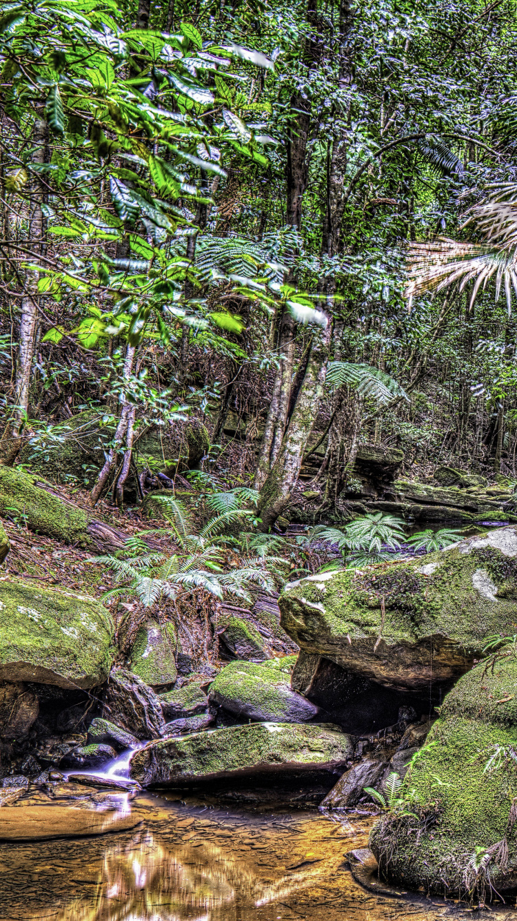 Musgo Verde Sobre Roca Marrón Cerca Del Río. Wallpaper in 750x1334 Resolution