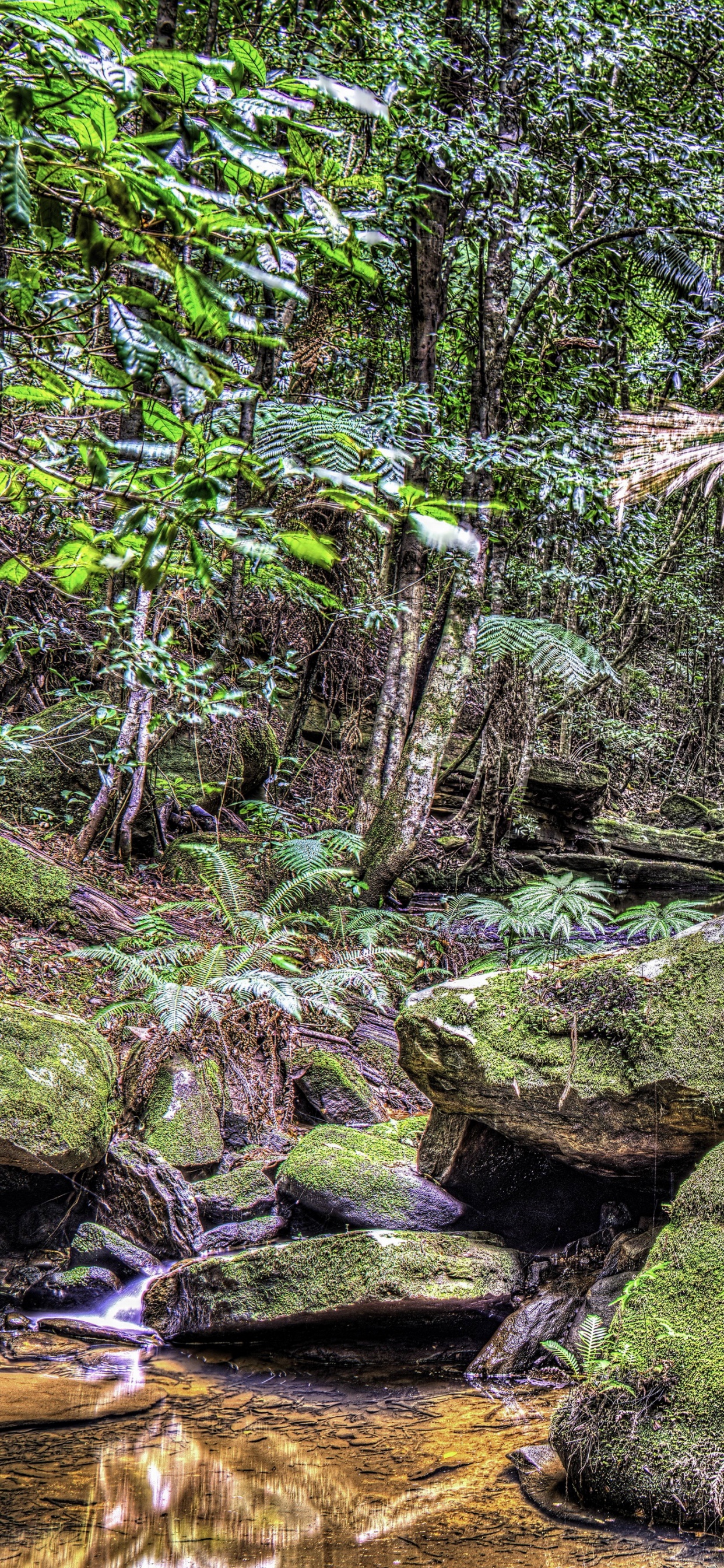 Green Moss on Brown Rock Near River. Wallpaper in 1242x2688 Resolution