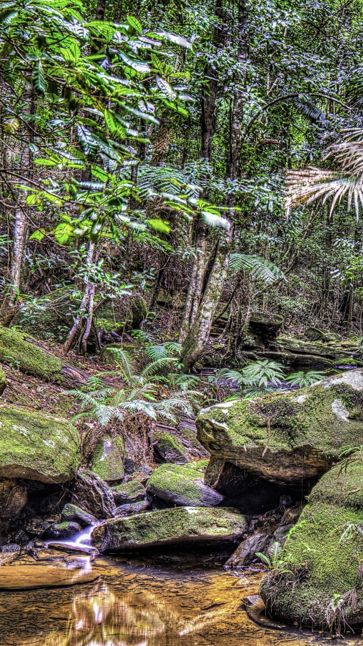 Green Moss on Brown Rock Near River. Wallpaper in 720x1280 Resolution