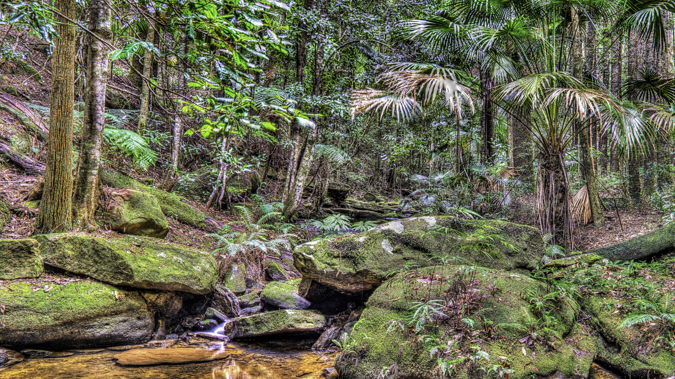 Grünes Moos Auf Braunem Felsen in Der Nähe Des Flusses. Wallpaper in 1366x768 Resolution