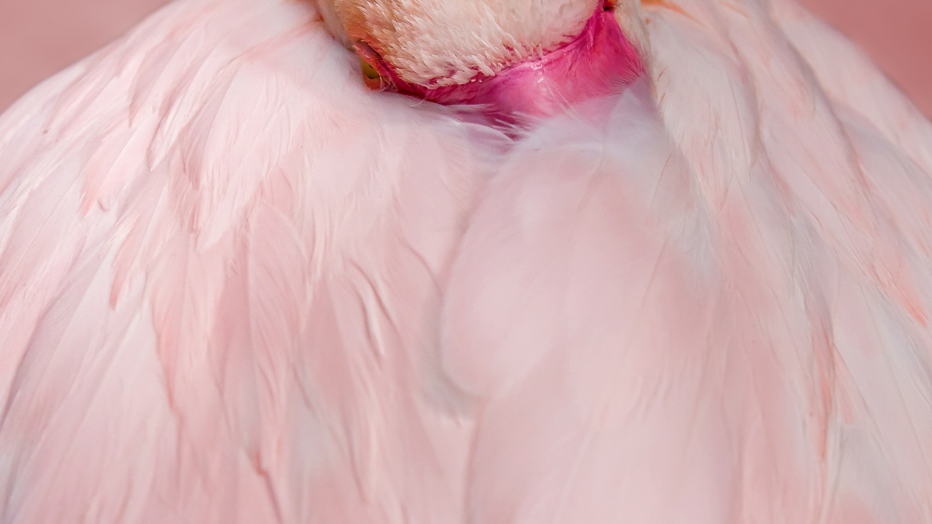 Flamingo Feathers up Close, Greater Flamingo, Chilean Flamingo, Birds, Flamingo. Wallpaper in 1920x1080 Resolution