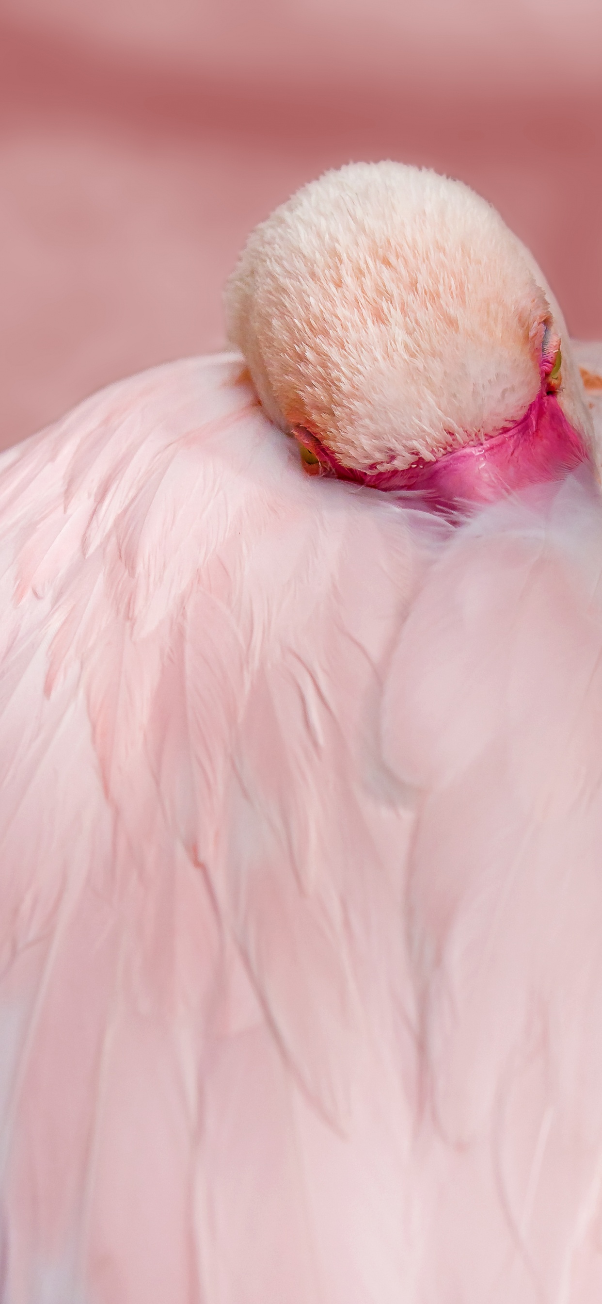 Flamingofedern Aus Nächster Nähe, Flamingo, Chilenischer Flamingo, Birds, Feder. Wallpaper in 1242x2688 Resolution