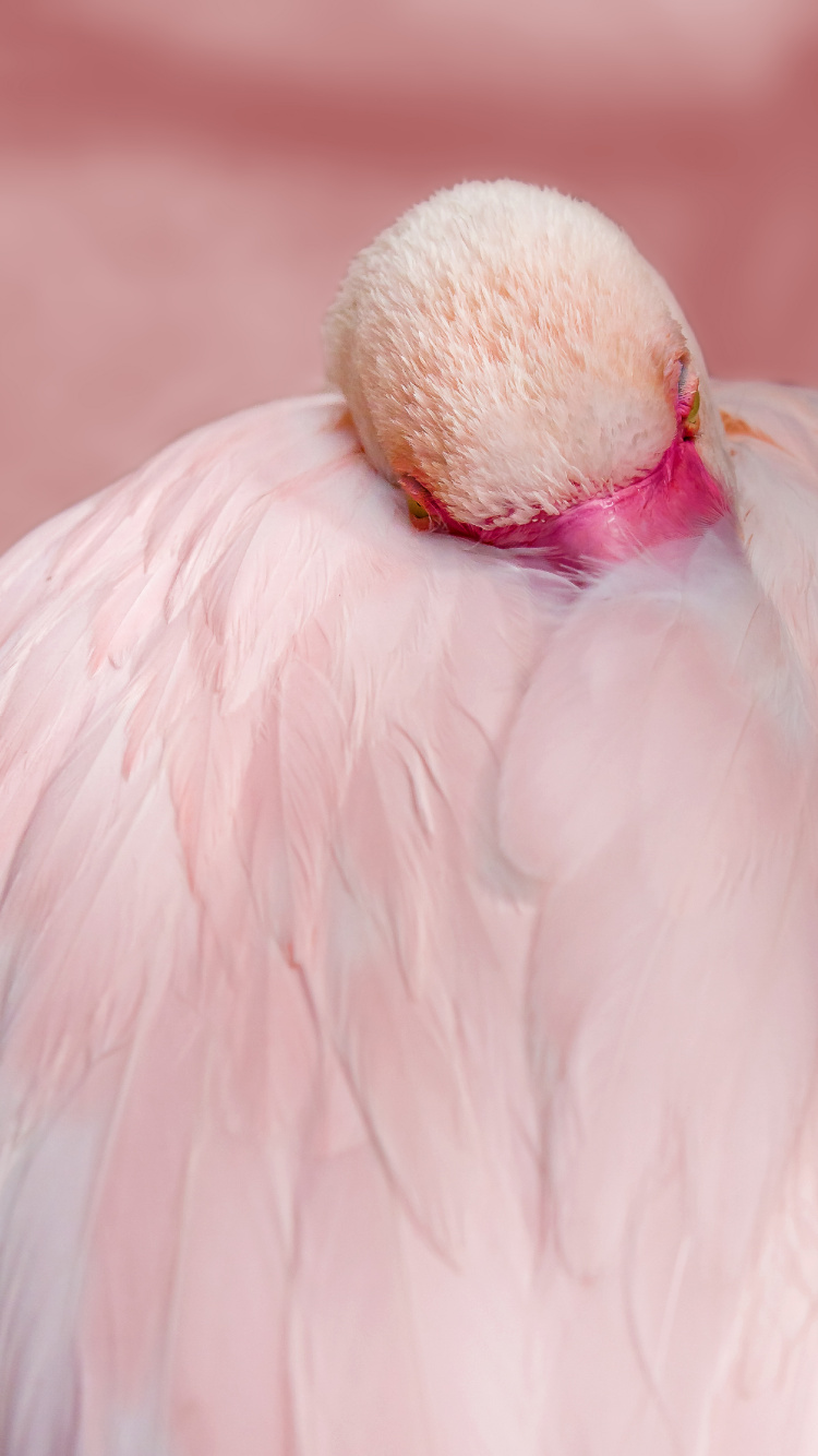 Plumas de Flamenco de Cerca, Flamenco, Flamenco Chileno, Pájaros, Flamingo. Wallpaper in 750x1334 Resolution