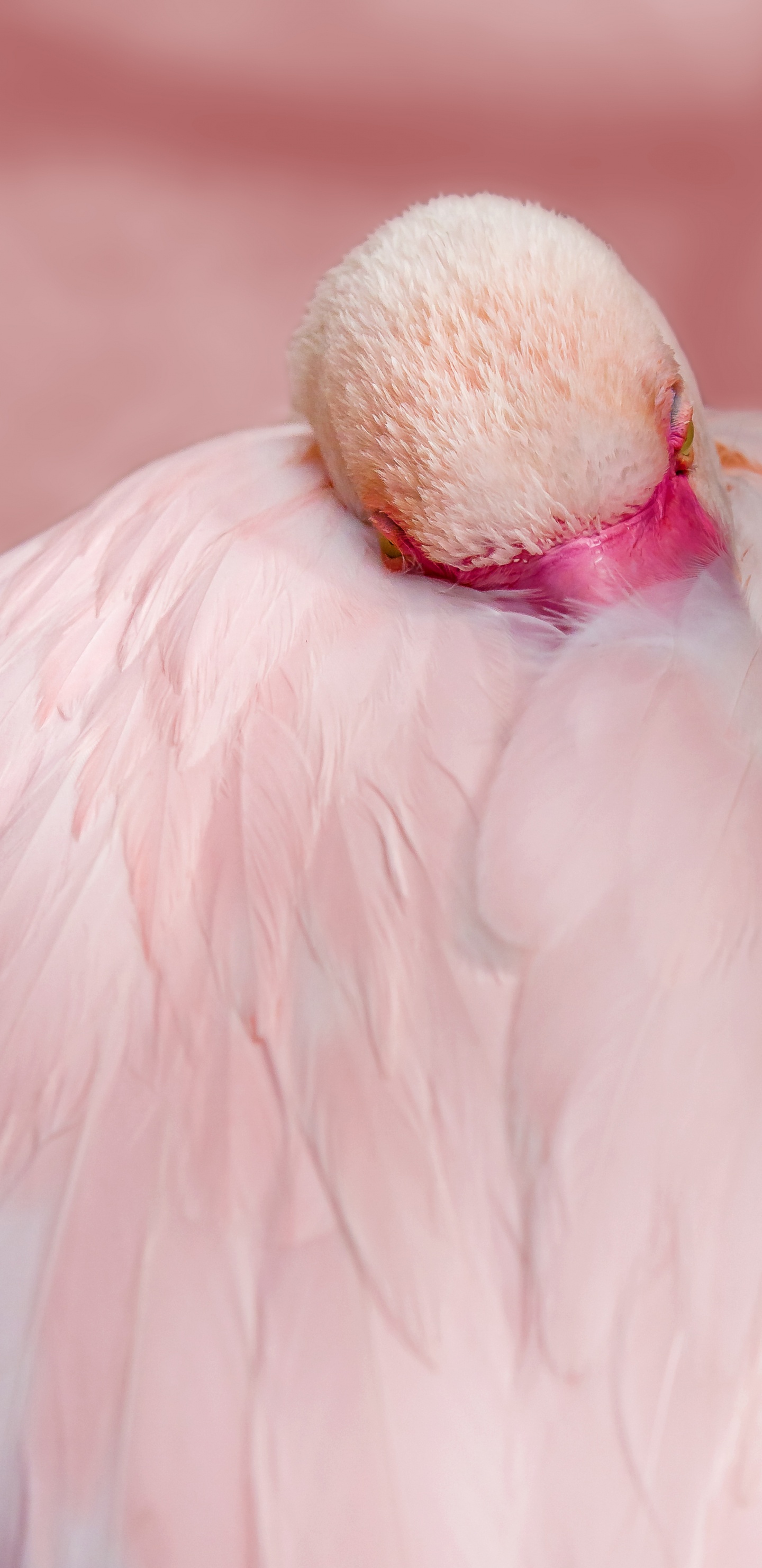 Plumes de Flamant Rose de Près, Flamant Rose, Flamant Rose Chilien, Flamingo, Plume. Wallpaper in 1440x2960 Resolution